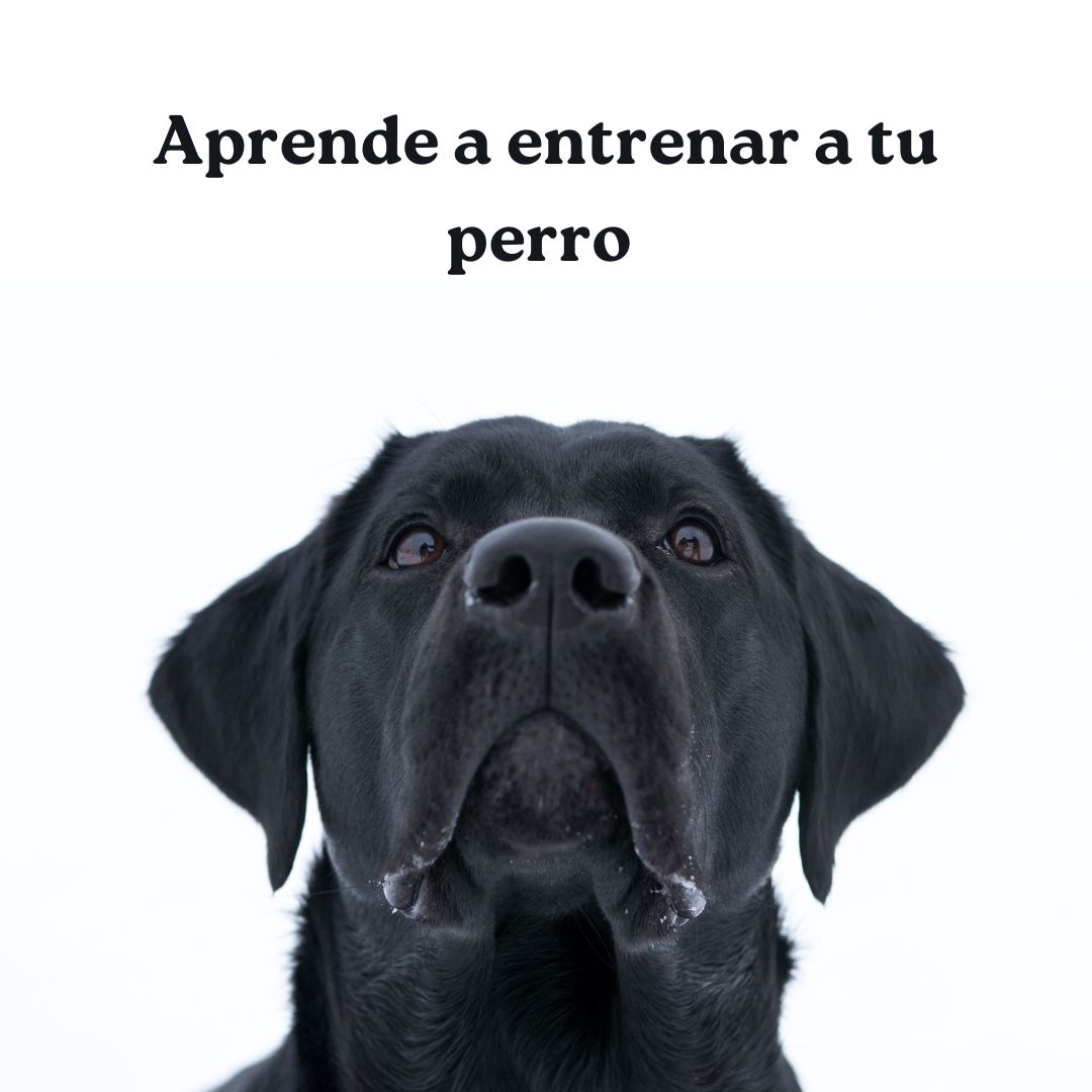 Course Image Propedéutico 2